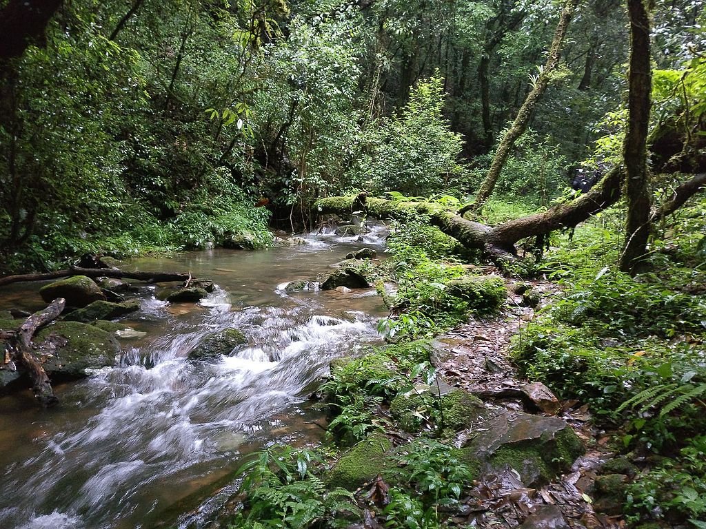 Mawphlang Sacred Forest - Bonnie Guest House